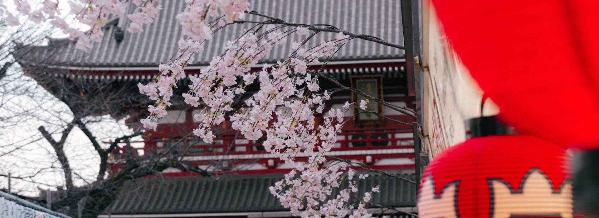 Cherry blossoms framing Senso-ji temple's red gate and a paper lantern in Asakusa, Tokyo