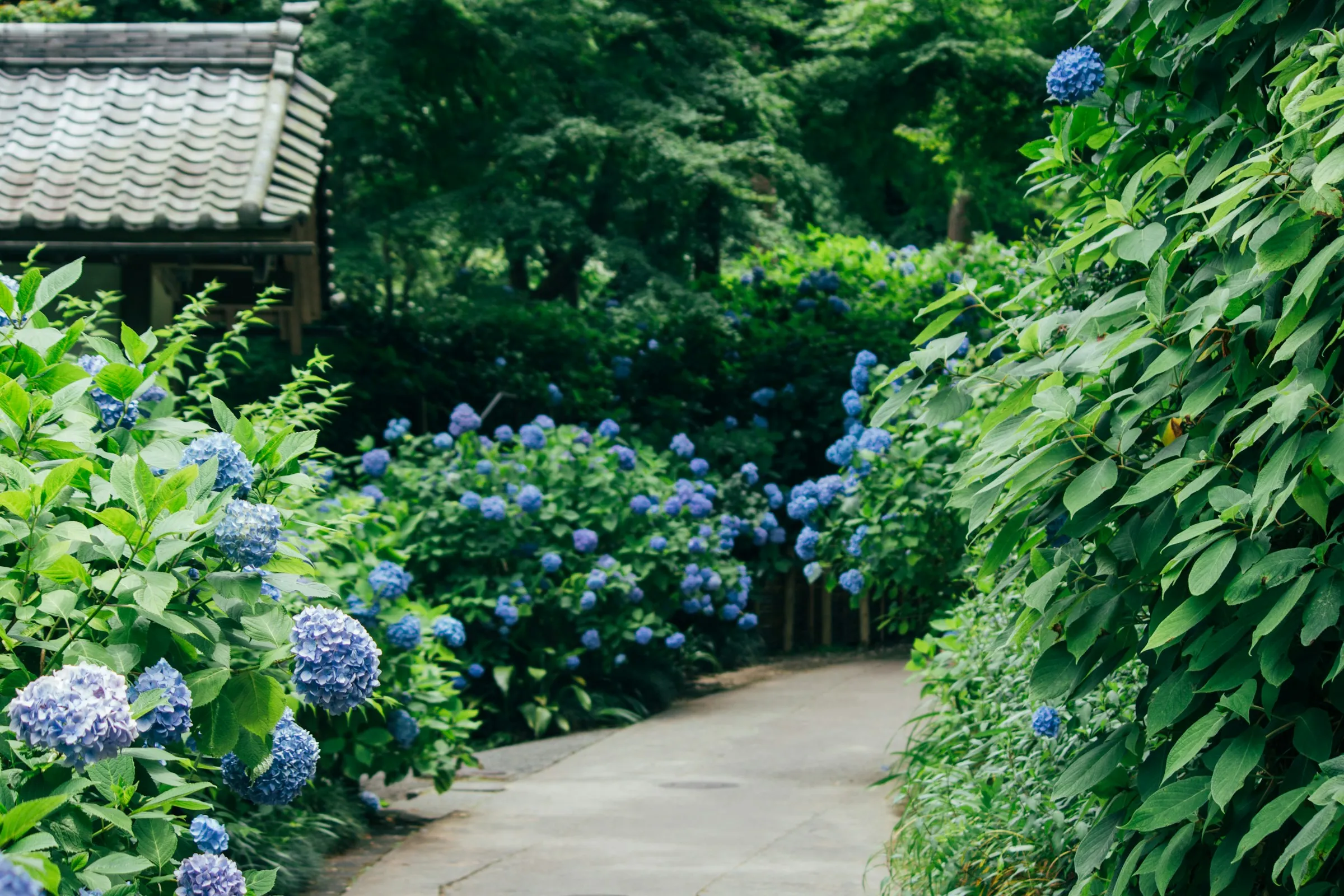 A narrow garden path in Kamakura lined with blooming blue and purple hydrangea (ajisai), leading toward a traditional tiled roof